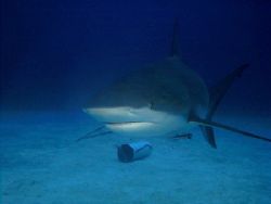 This photo was taken off Grand Bahamas Island in 2003. I ... by Steven Anderson 